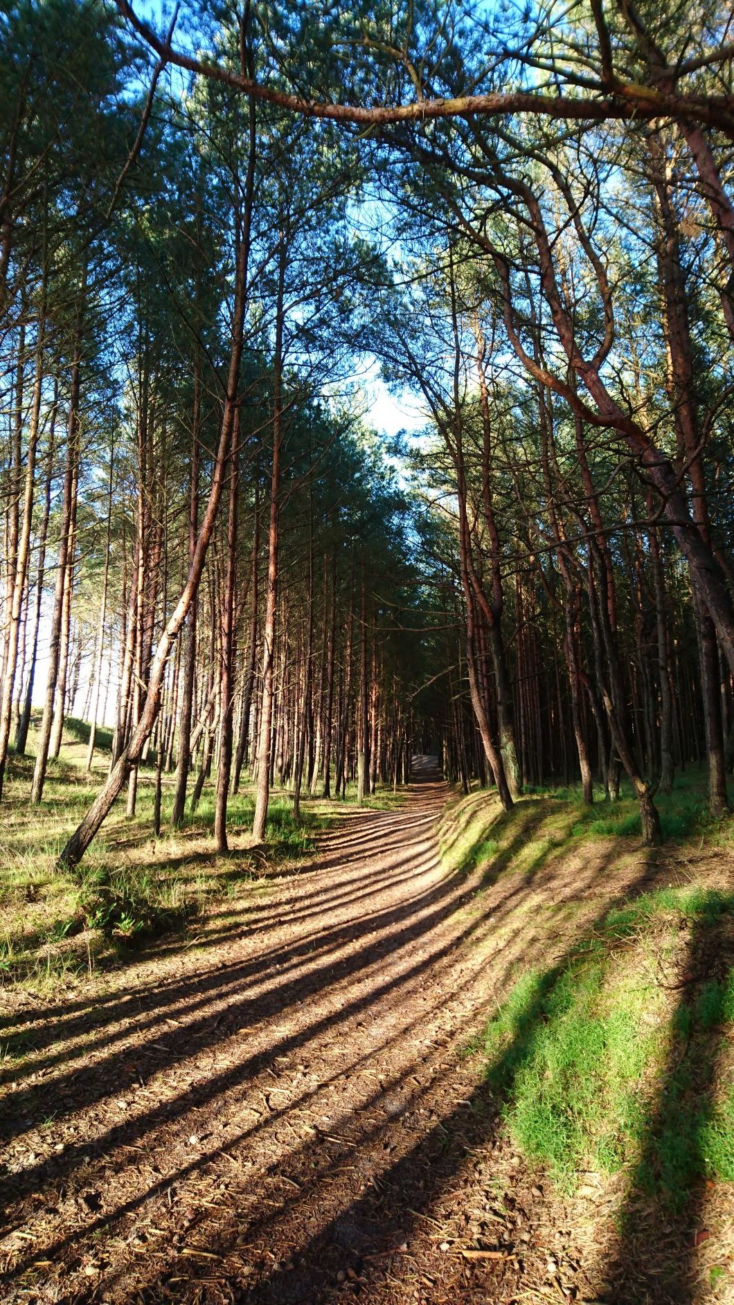 Forest in Rogowo